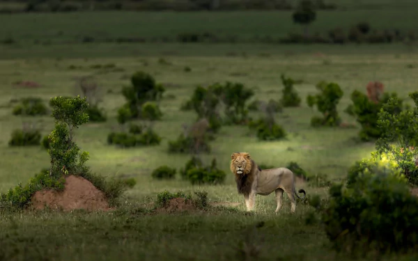  The King's habitat by Nitin Vyas
