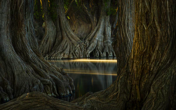 HD PC desktop wallpaper featuring a serene nature scene with large, textured tree trunks reflected in calm water under soft, dim lighting.