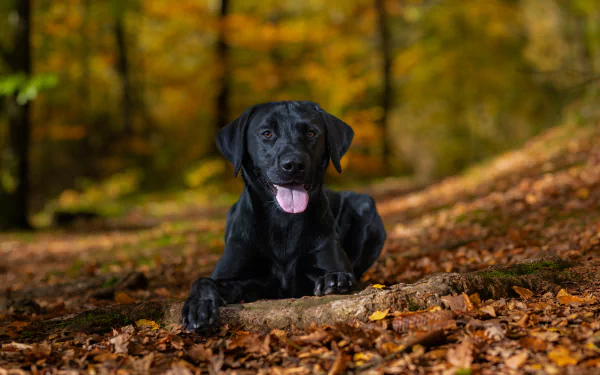  A Happy Black Lab by Flemming Andersen