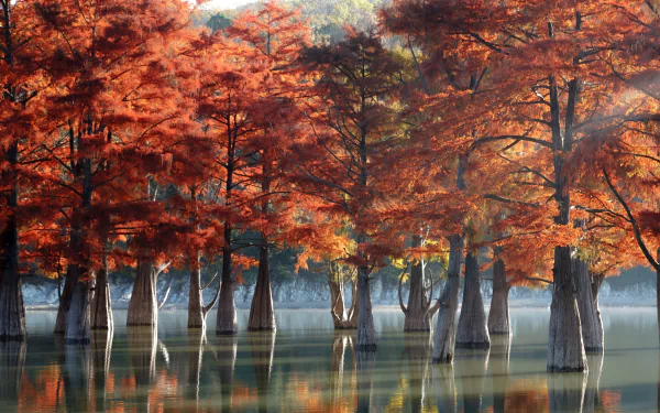 HD PC desktop wallpaper of a serene swamp with tall trees clad in vibrant red foliage reflecting on calm water under soft sunlight.