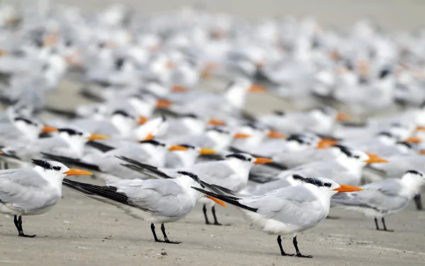 Animal Tern HD Desktop Wallpaper | Background Image