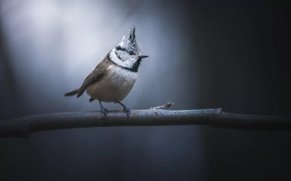 A crested tit perched on a branch, captured in high detail with a softly blurred background, presented as a 4K Ultra HD PC desktop wallpaper.
