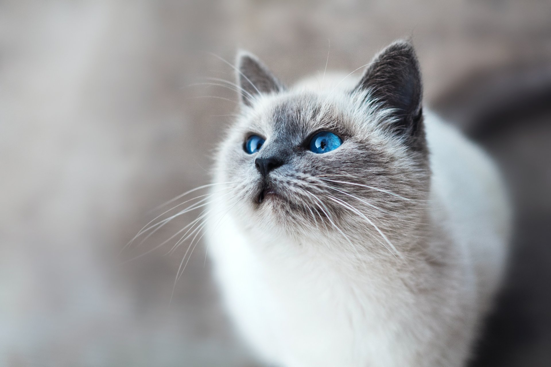 Download Animal Cat 4k Ultra HD Wallpaper by Mikhail Vasilyev