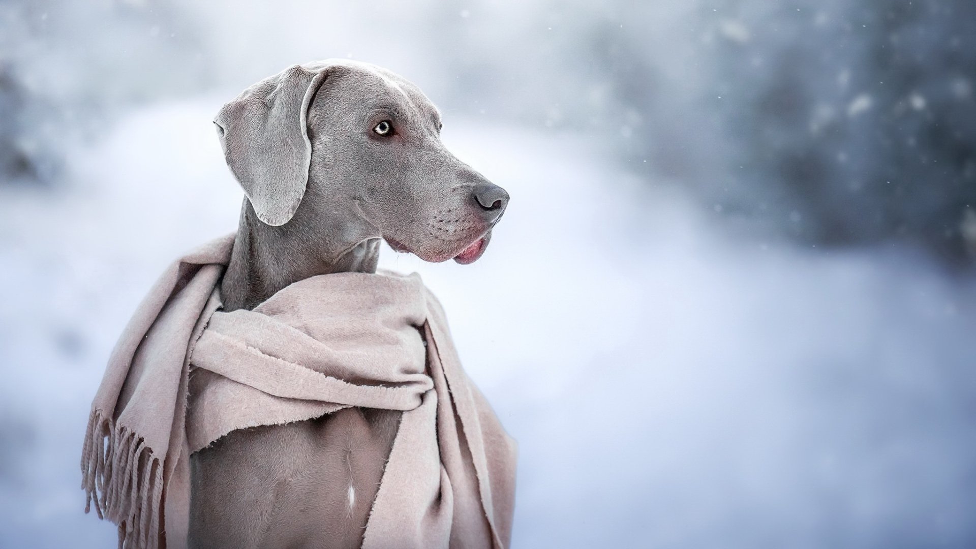 Weimaraner HD Wallpaper