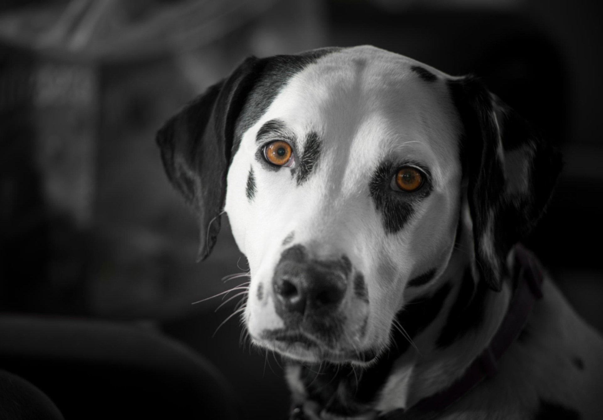 Download Animal Dalmatian HD Wallpaper