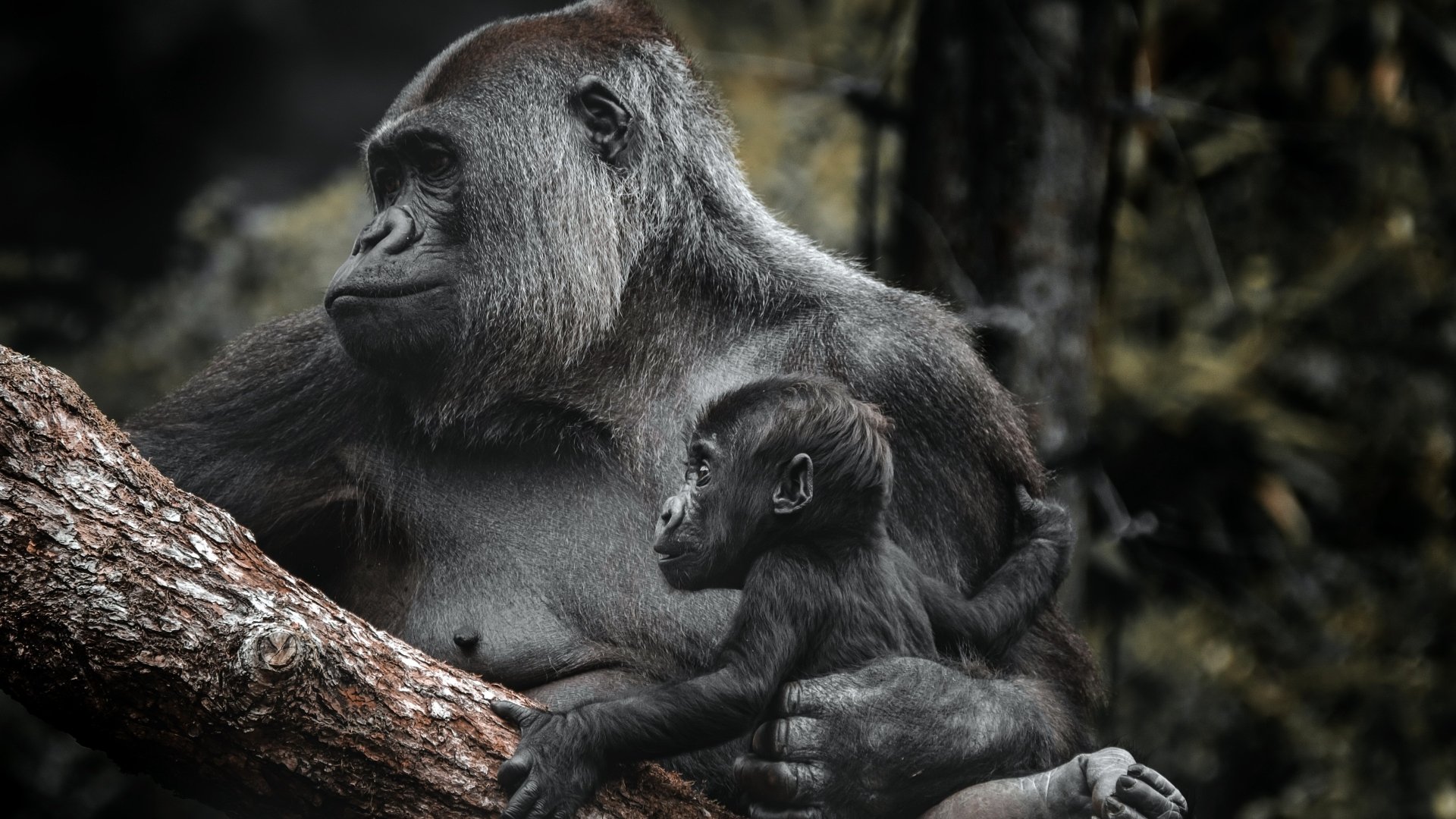Download Baby Animal Animal Gorilla 4k Ultra HD Wallpaper