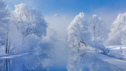 HD desktop wallpaper of Lake Kochel in Bavaria, showcasing a stunning winter scene with snow-covered trees reflected in the calm water under a clear blue sky. Nature's winter tranquility beautifully captured.