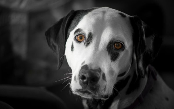 Animal Dalmatian Dogs HD Wallpaper | Background Image