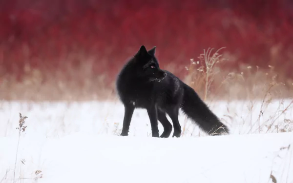 Silver fox (animal) — melanistic fox standing on snow with a blurred red field behind; 2K Quad HD PC desktop wallpaper background.
