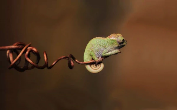A vibrant chameleon perched on a twisted branch, showcasing its colorful skin. This HD wallpaper captures the beauty of nature and animal life.