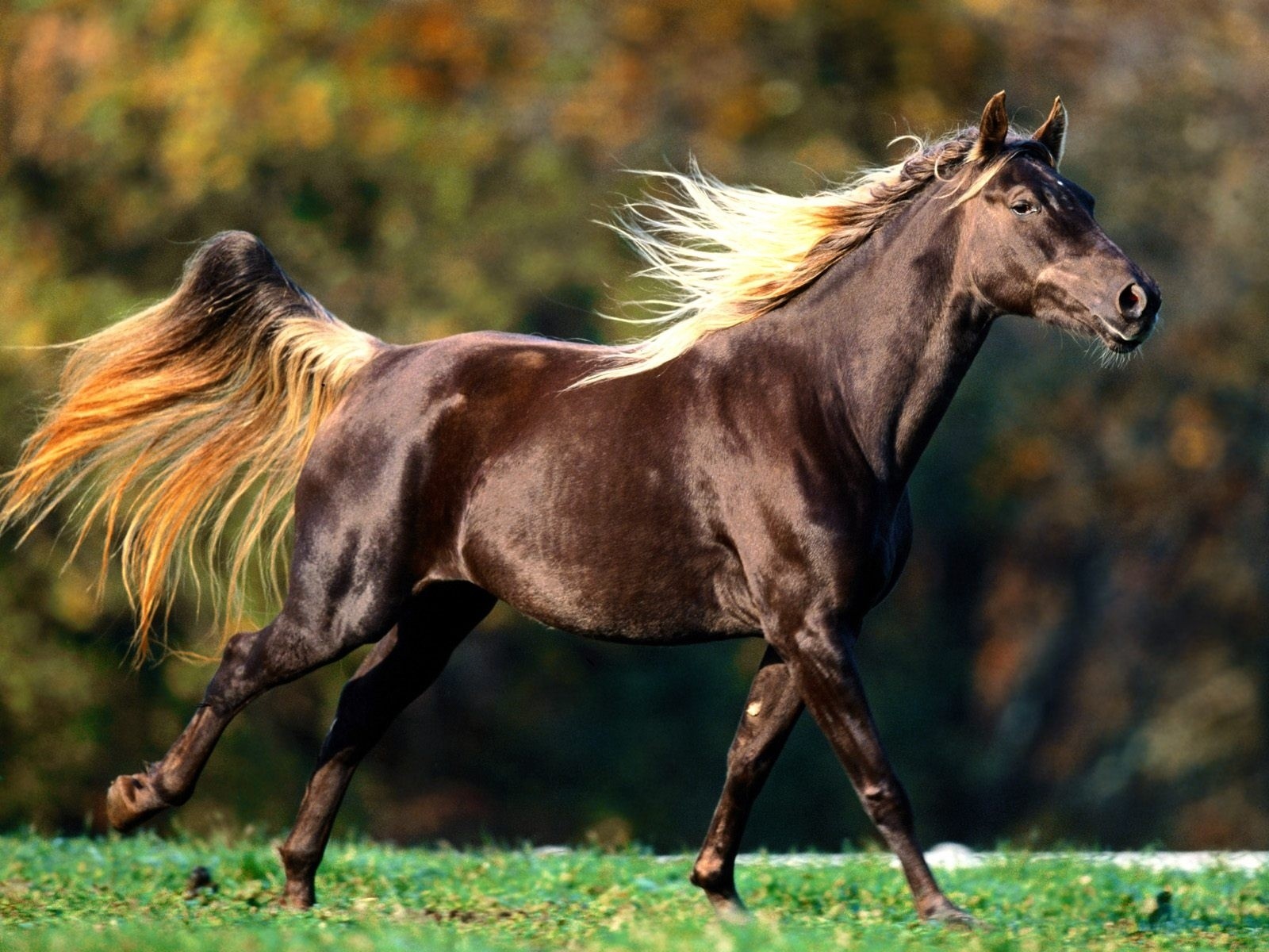 Download Animal Horse Wallpaper   121105 