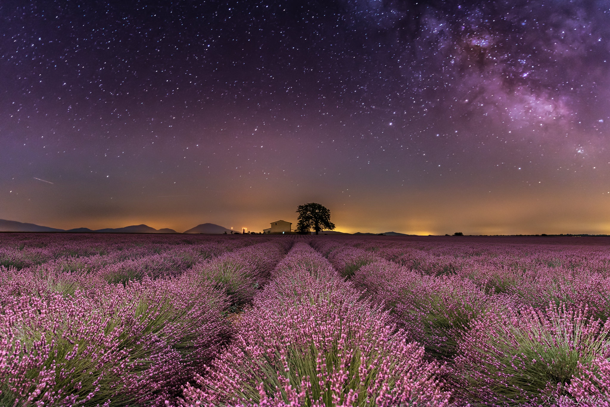 Night field. Крым Тургеневка Лаванда. Поля лаванды. Лавандовые поля Прованса ночью. Лавандовое поле ночью.