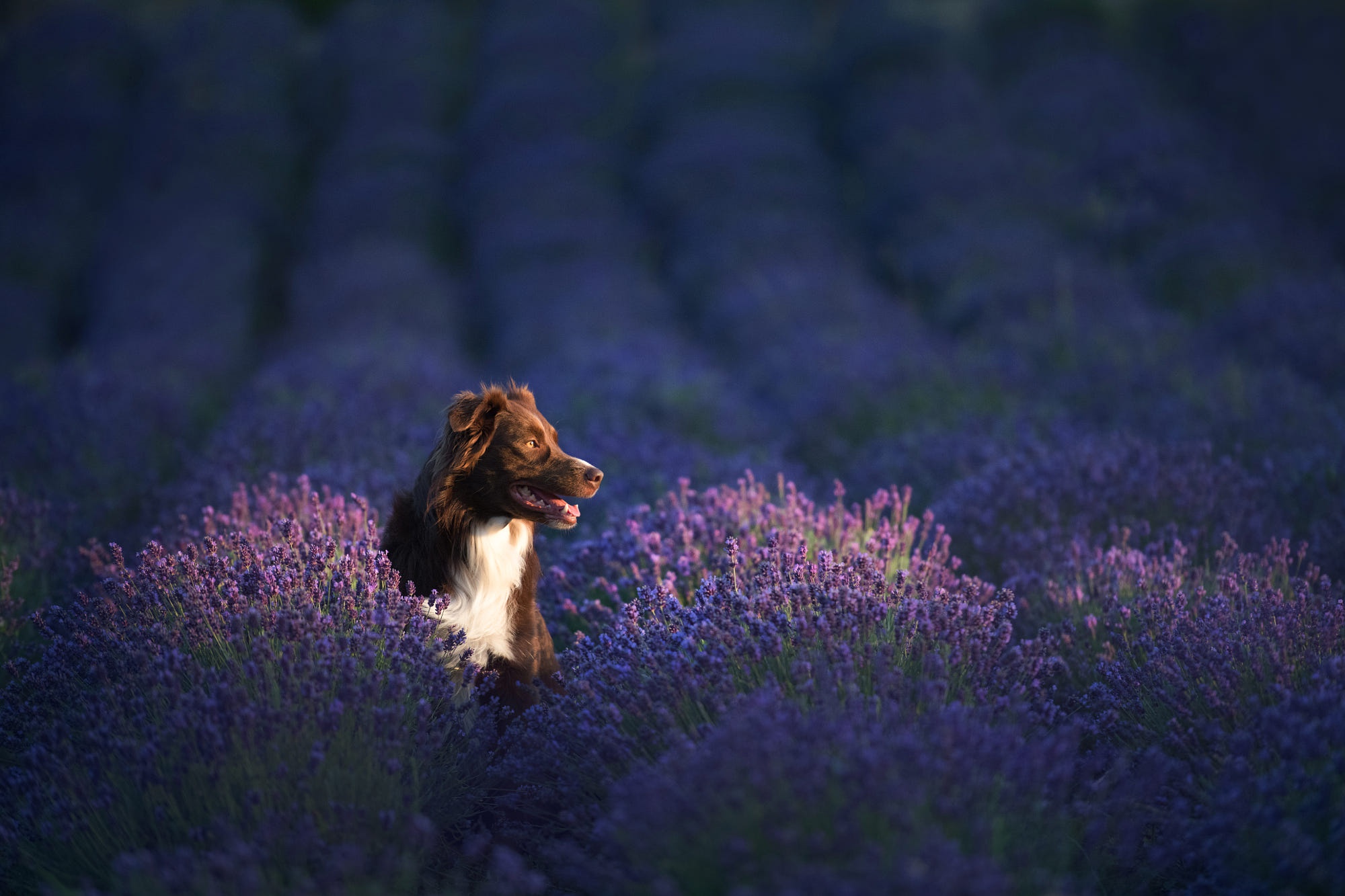 Animal Australian Shepherd HD Wallpaper | Background Image