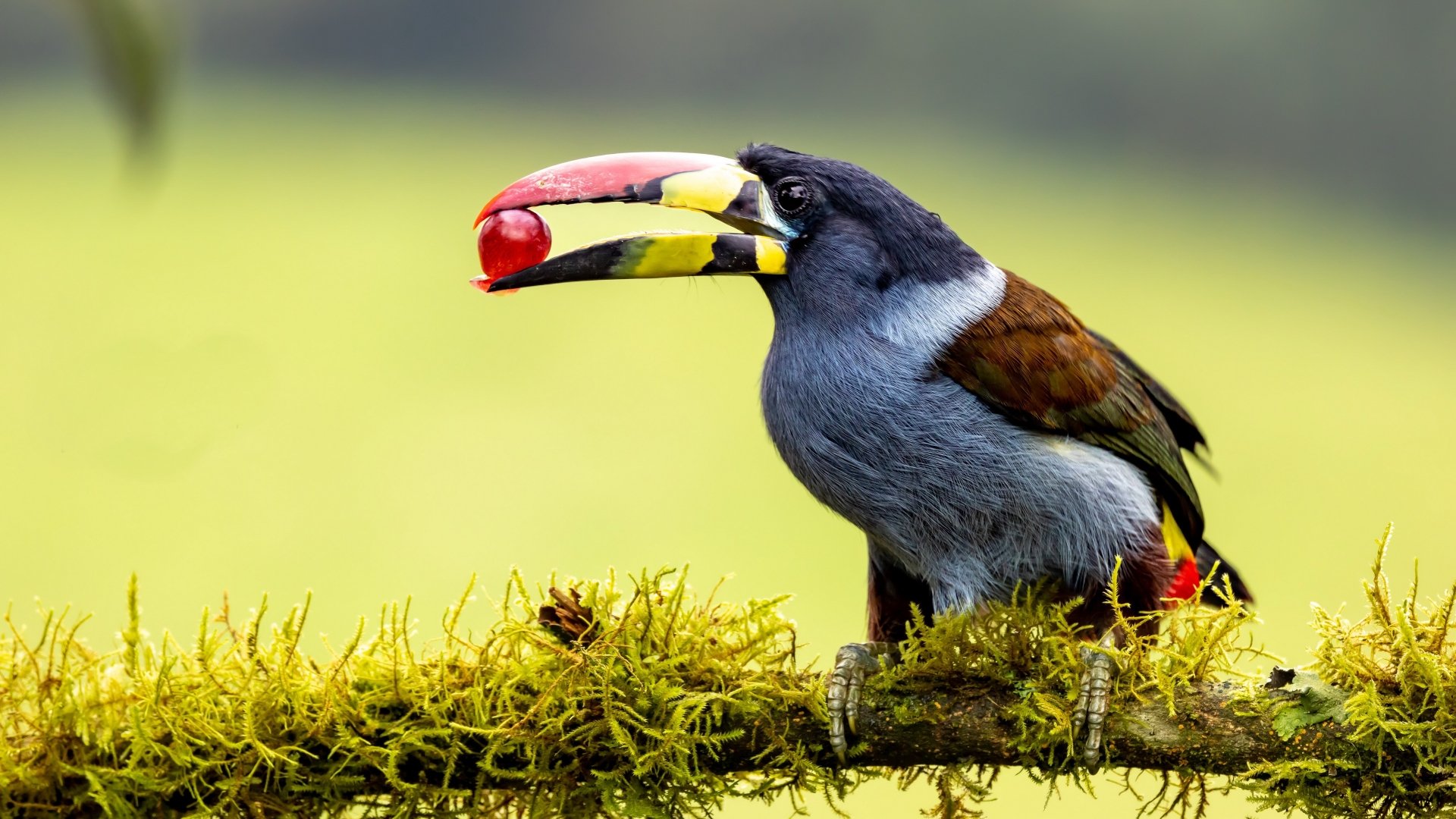 Download Gray-breasted Mountain Toucan Animal Toucan 4k Ultra HD Wallpaper