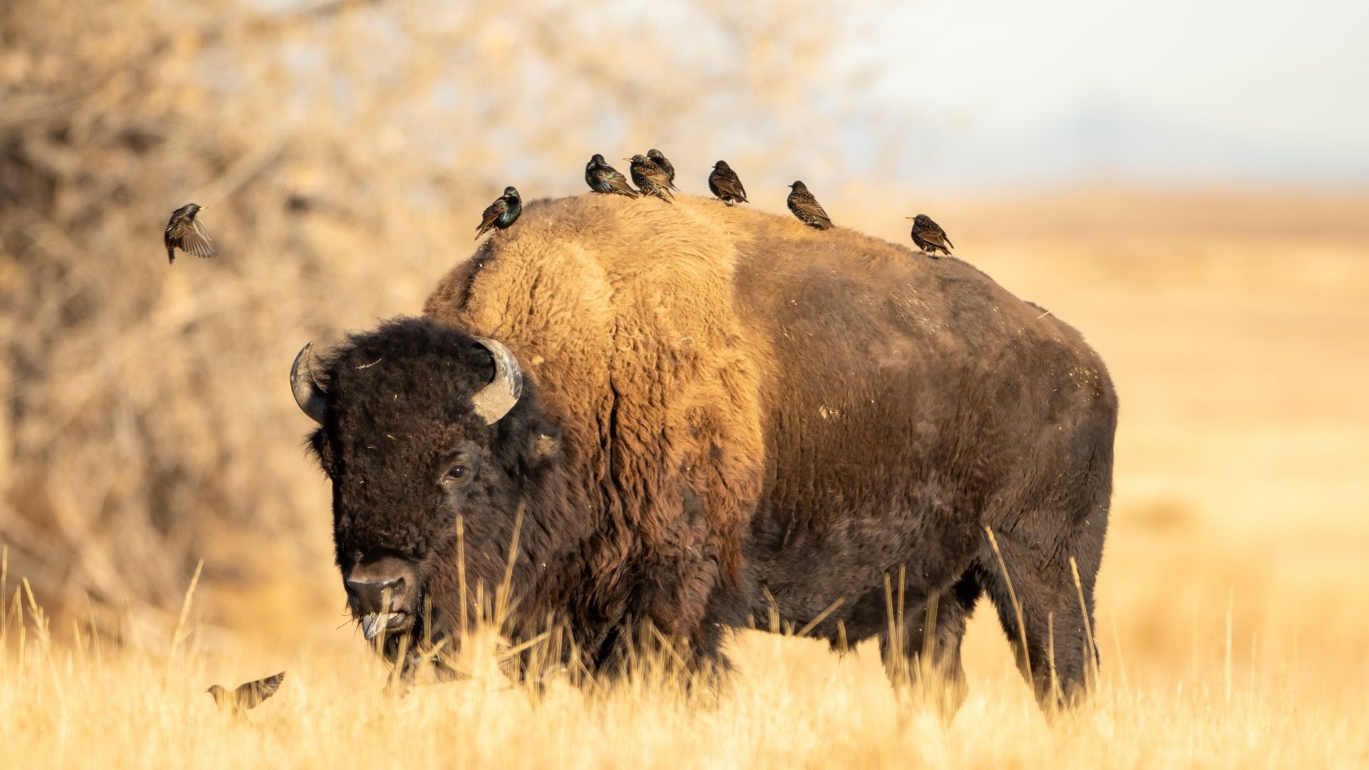 Download Animal American Bison 4k Ultra HD Wallpaper