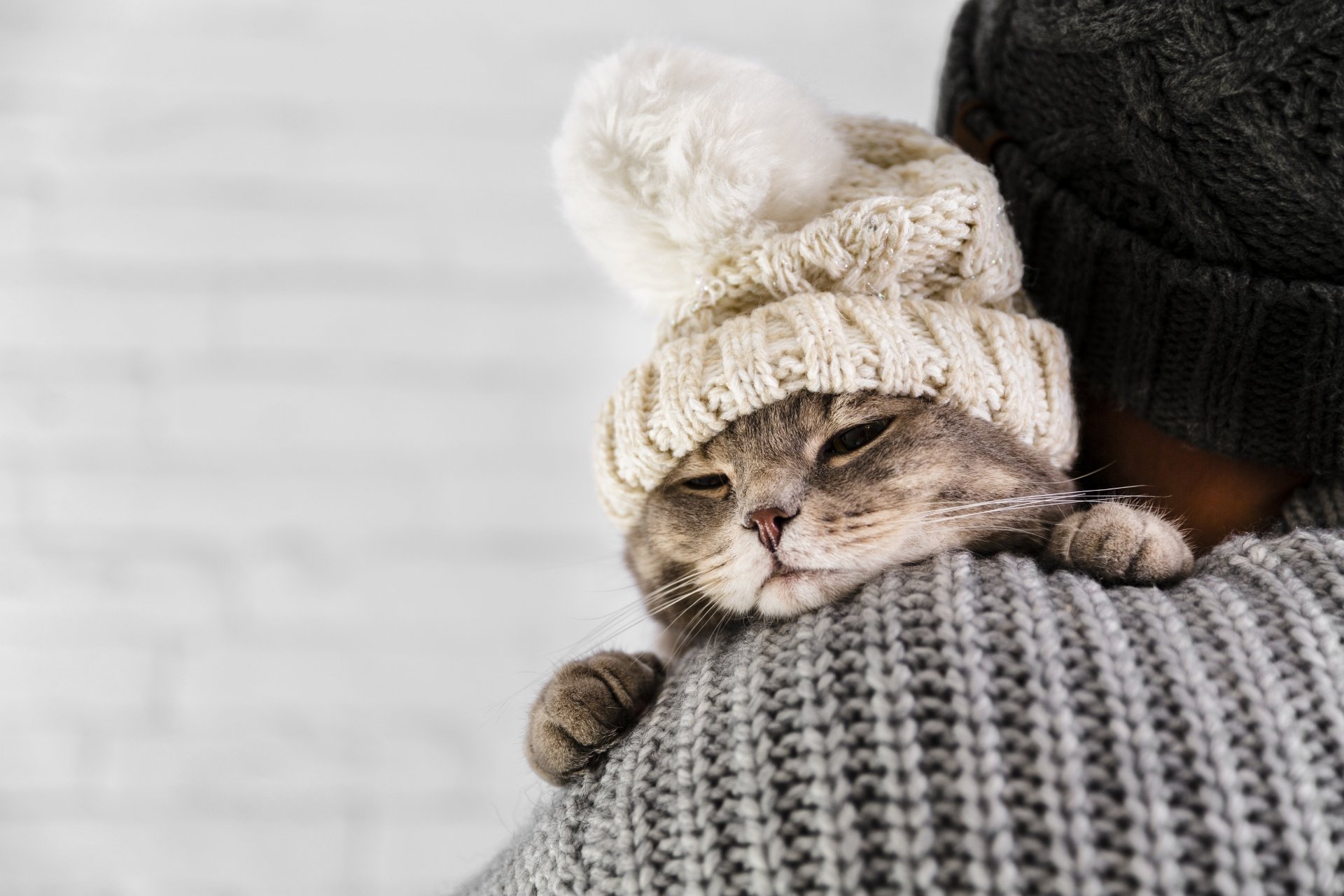 Download Hat Animal Cat 4k Ultra HD Wallpaper