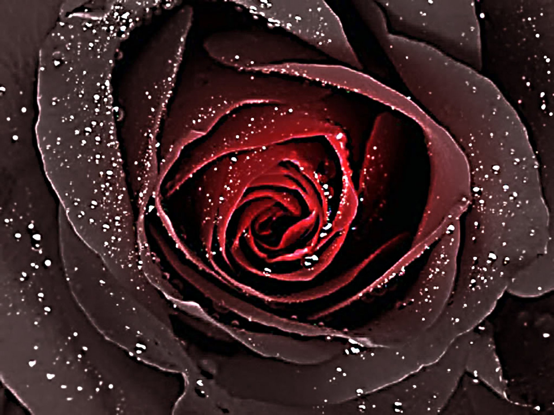 Close-up nature shot of a dewy dark red rose with sparkling water droplets — HD PC desktop wallpaper and background.