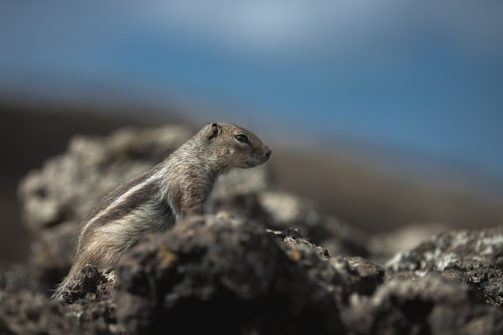 Download Animal Chipmunk 4k Ultra HD Wallpaper