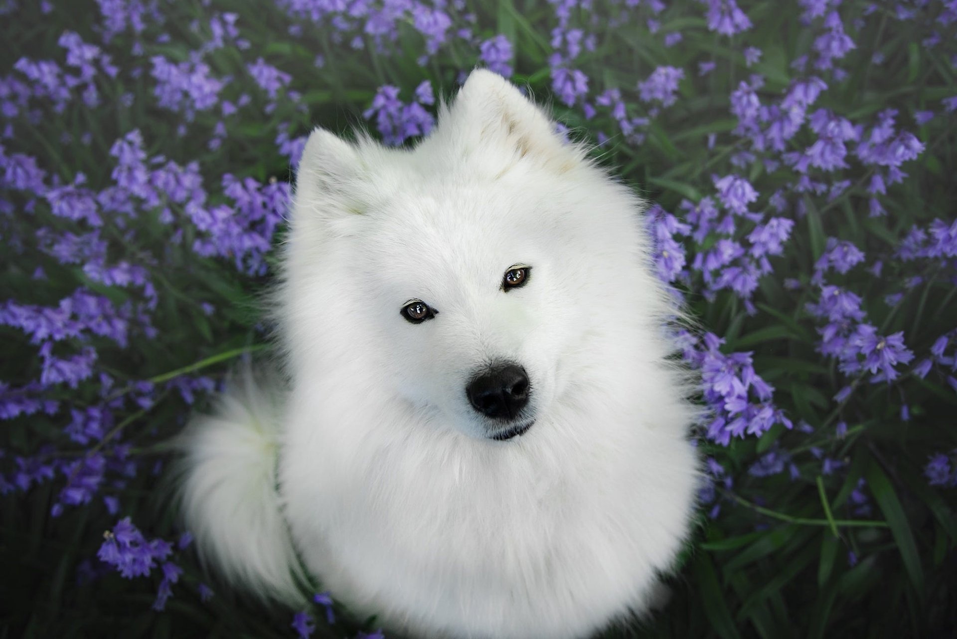 Download Animal Samoyed HD Wallpaper