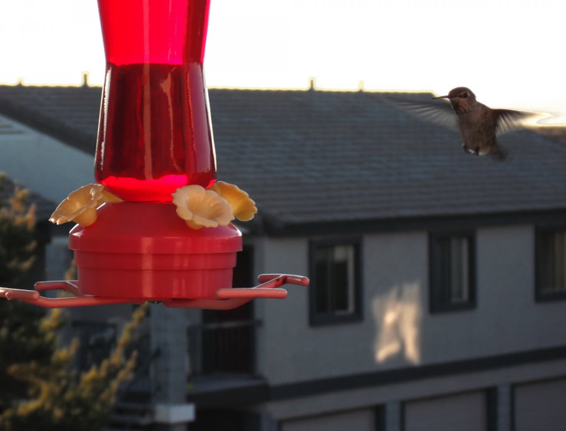HD PC desktop wallpaper of a hummingbird (bird, animal) hovering by a red feeder with a sunlit house blurred in the background.