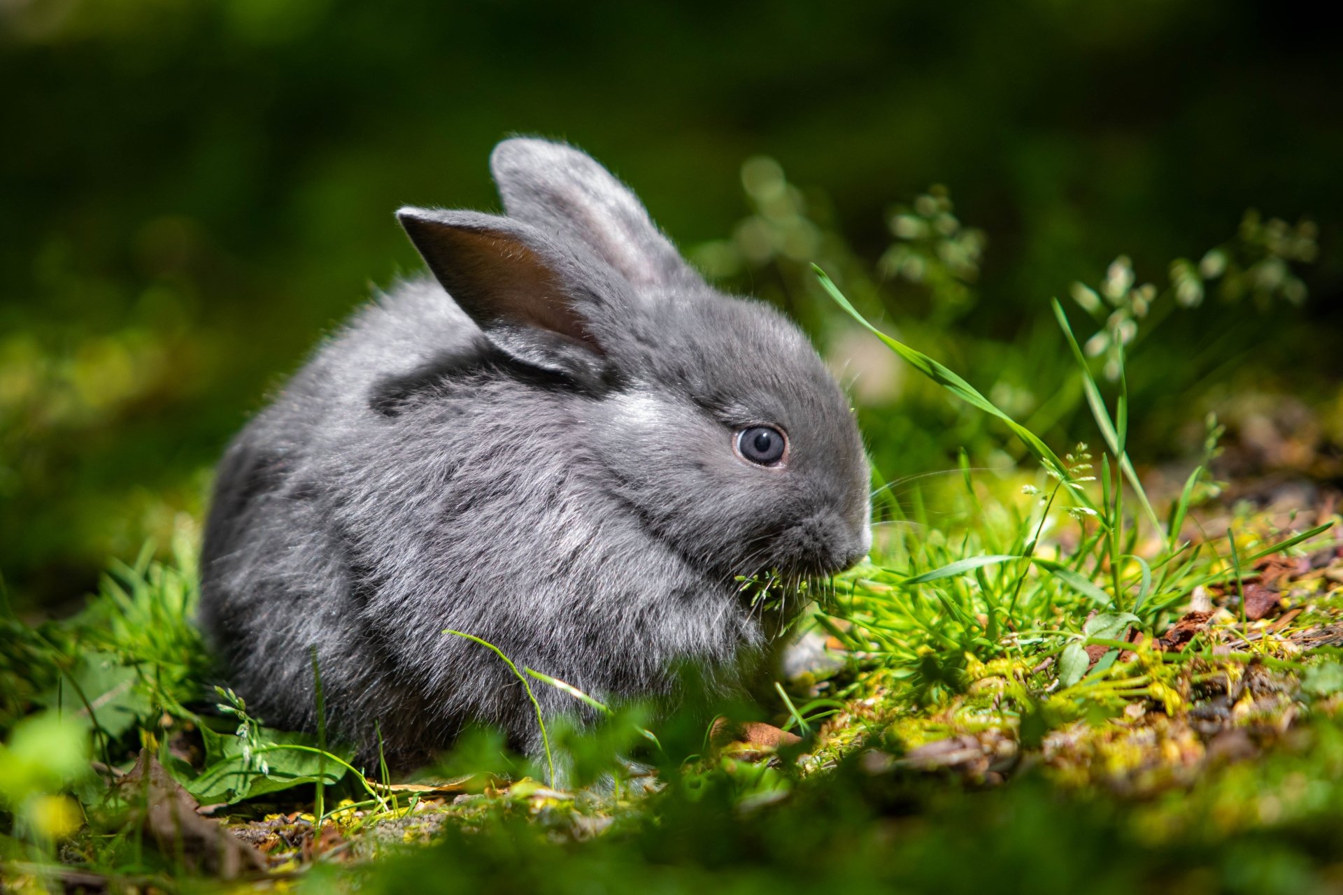 Download Animal Rabbit 4k Ultra HD Wallpaper