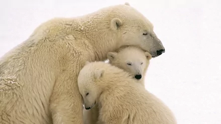 HD wallpaper of a polar bear cuddling with two cubs against a snowy background.