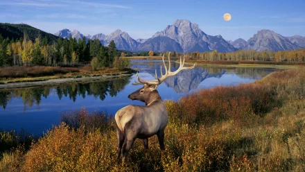 A majestic deer stands in a vibrant autumn landscape, with mountains and a serene lake reflecting the moonlit sky, creating a stunning HD desktop wallpaper background.