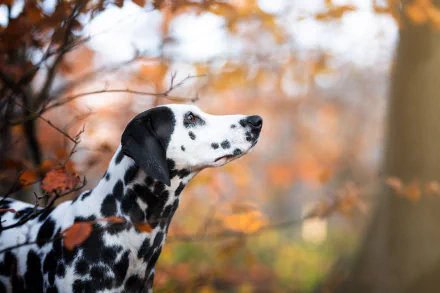 Animal dalmatian HD Desktop Wallpaper | Background Image