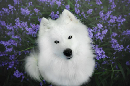 Animal samoyed HD Desktop Wallpaper | Background Image