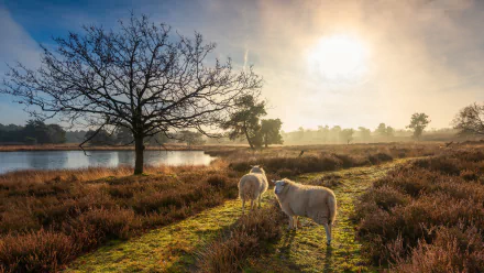 Animal sheep HD Desktop Wallpaper | Background Image