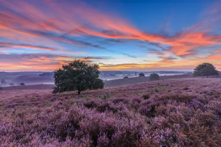 Netherlands nature landscape HD Desktop Wallpaper | Background Image