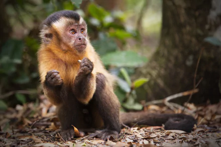 capuchin Animal monkey HD Desktop Wallpaper | Background Image