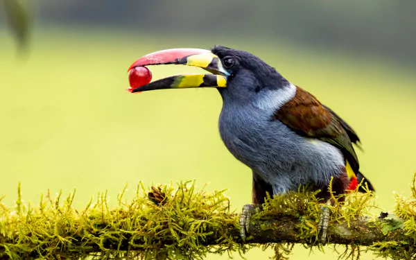 Gray-breasted Mountain Toucan Animal toucan HD Desktop Wallpaper | Background Image