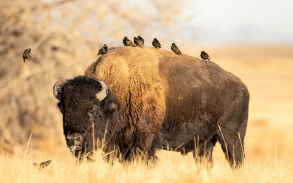 Animal american bison HD Desktop Wallpaper | Background Image