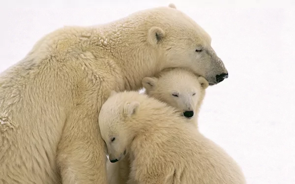 HD wallpaper of a polar bear cuddling with two cubs against a snowy background.