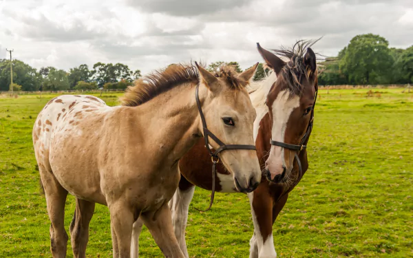 foal Animal horse HD Desktop Wallpaper | Background Image