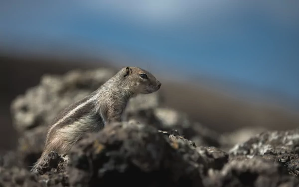 Animal chipmunk HD Desktop Wallpaper | Background Image