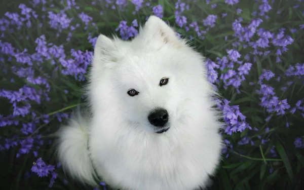 Animal samoyed HD Desktop Wallpaper | Background Image
