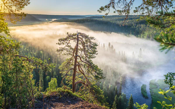 Finland nature fog HD Desktop Wallpaper | Background Image