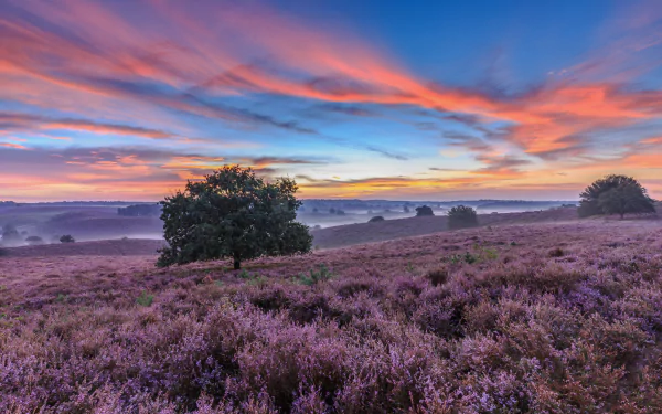 Netherlands nature landscape HD Desktop Wallpaper | Background Image