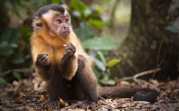 capuchin Animal monkey HD Desktop Wallpaper | Background Image