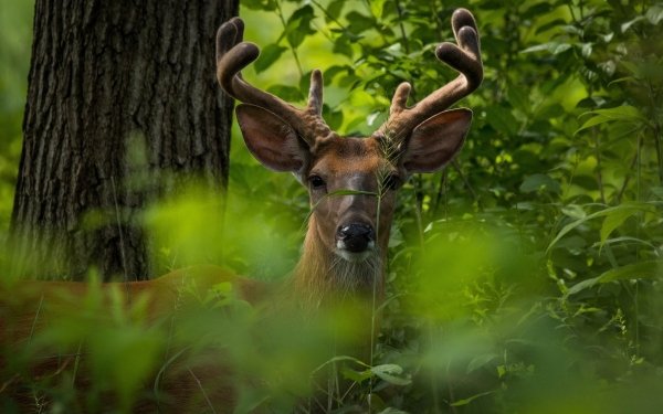 Animal Deer Stare HD Wallpaper | Background Image