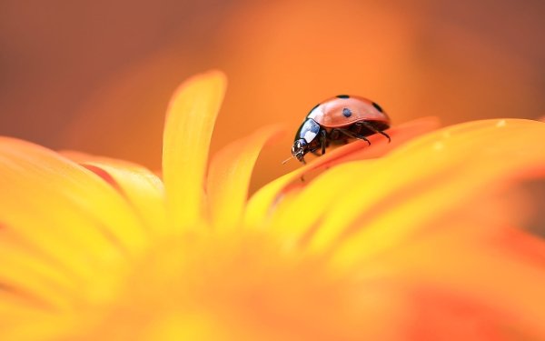 Animal Ladybug Macro HD Wallpaper | Background Image