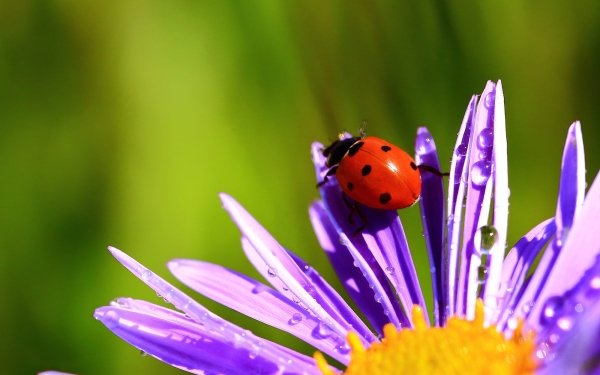 Animal Ladybug Macro Flower HD Wallpaper | Background Image