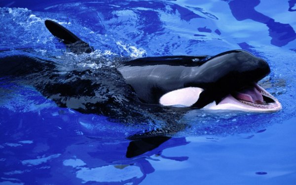 Animal Whale Killer Whale HD Wallpaper | Background Image