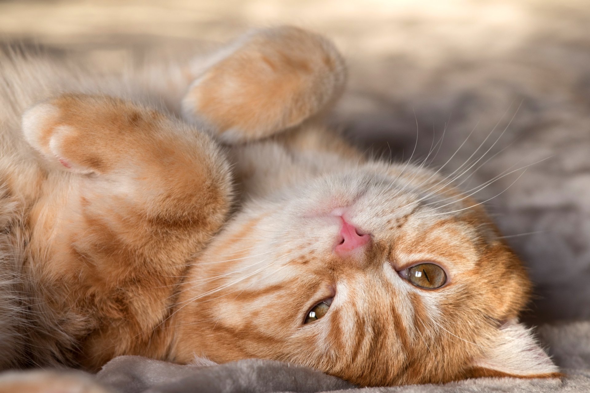 Download Animal Cat 4k Ultra HD Wallpaper | 5472x3648 | Wallpaper Abyss