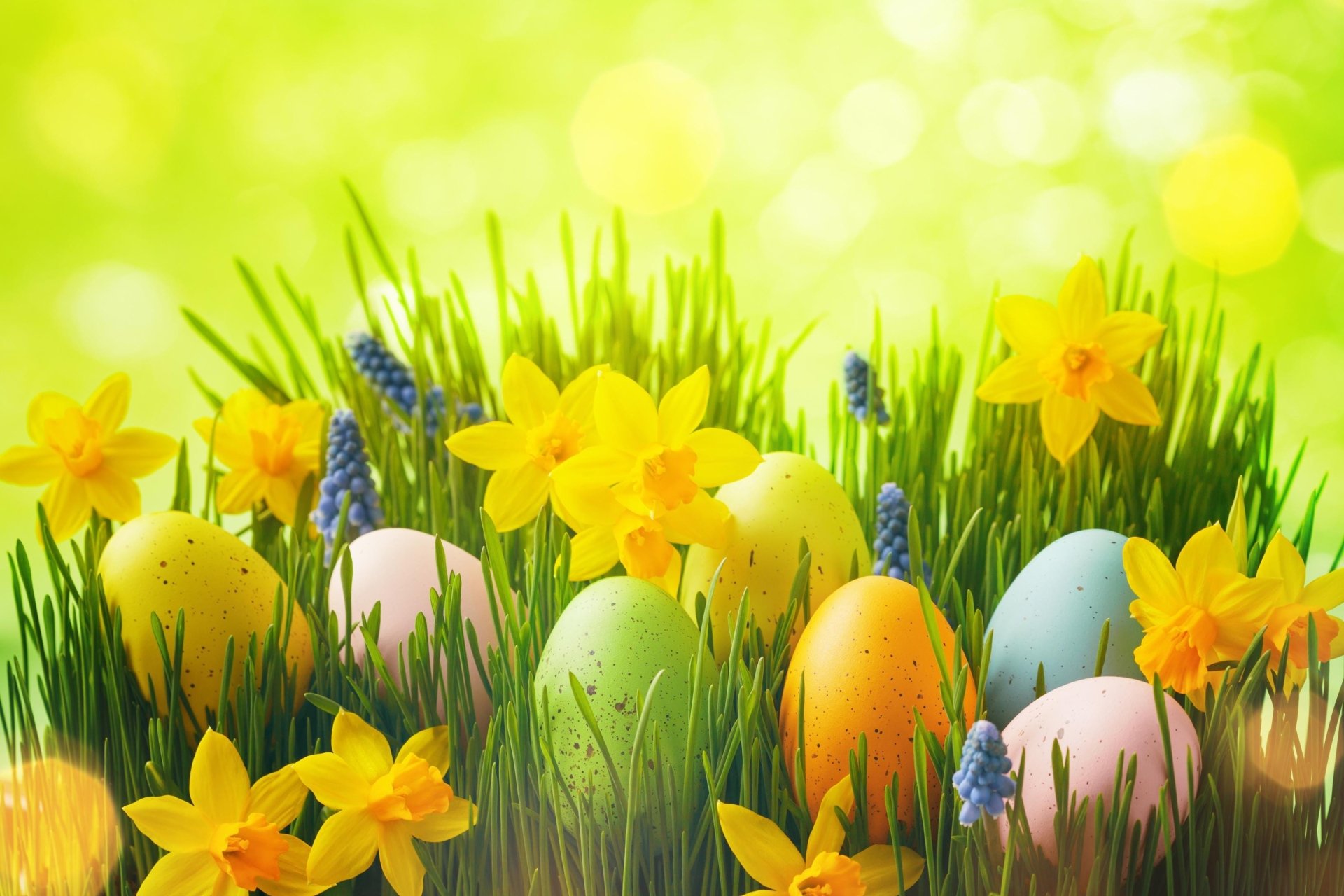 Download Easter Egg Daffodil Holiday Easter HD Wallpaper