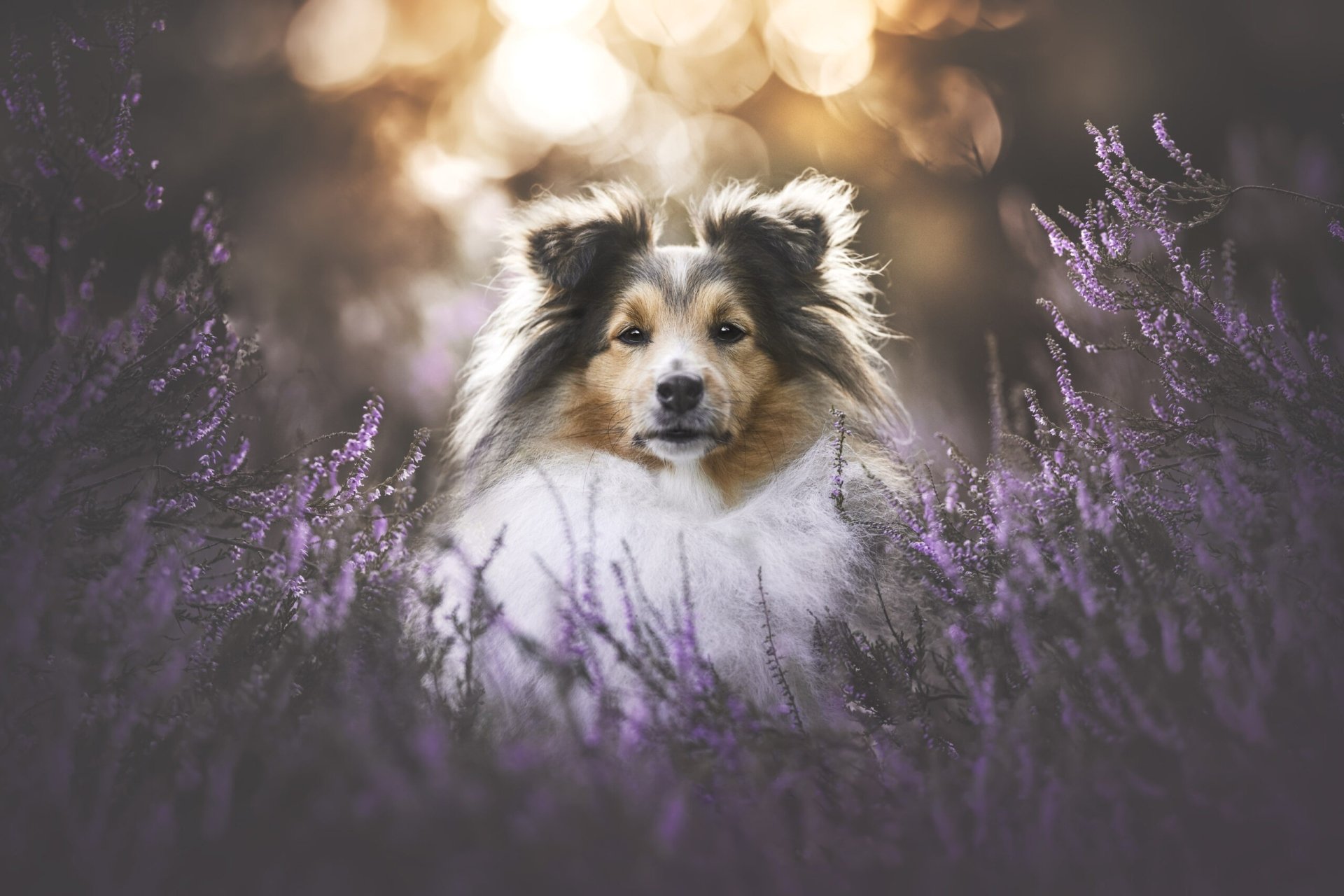 Animal Shetland Sheepdog HD Wallpaper