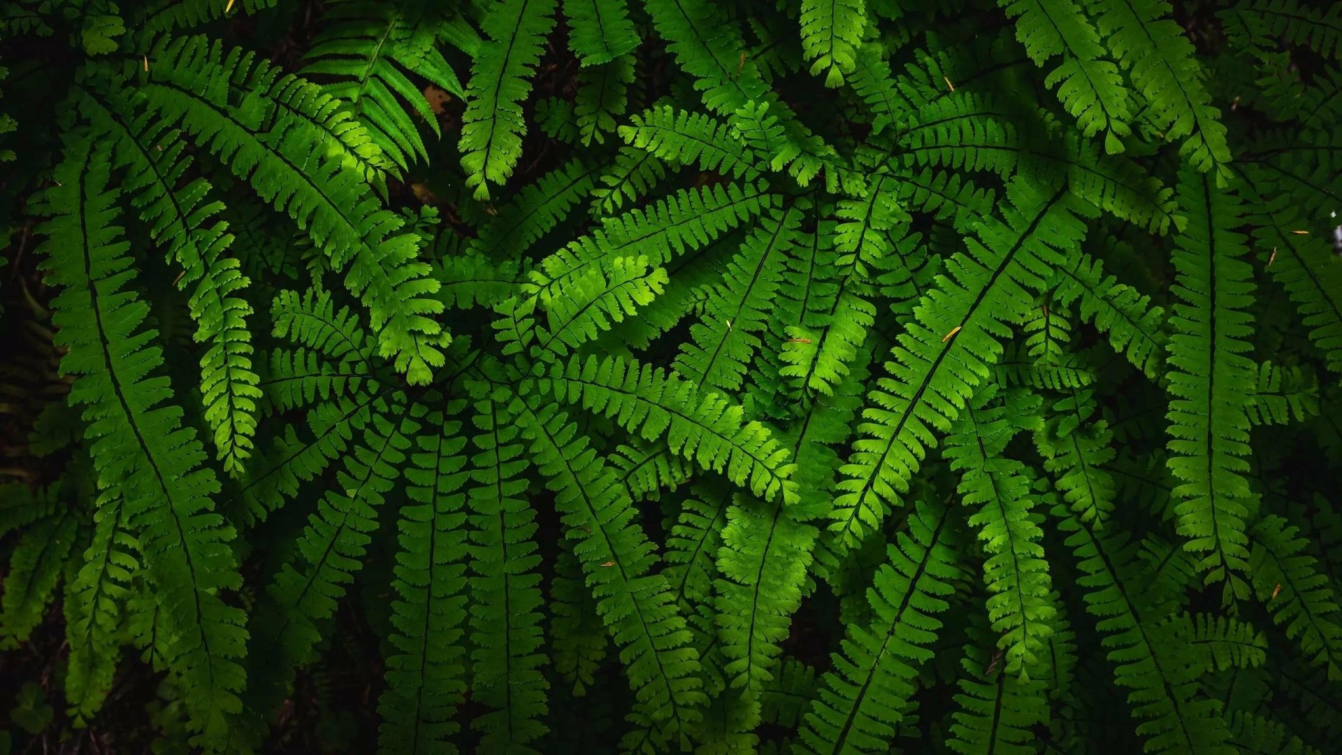 Download Nature Fern HD Wallpaper