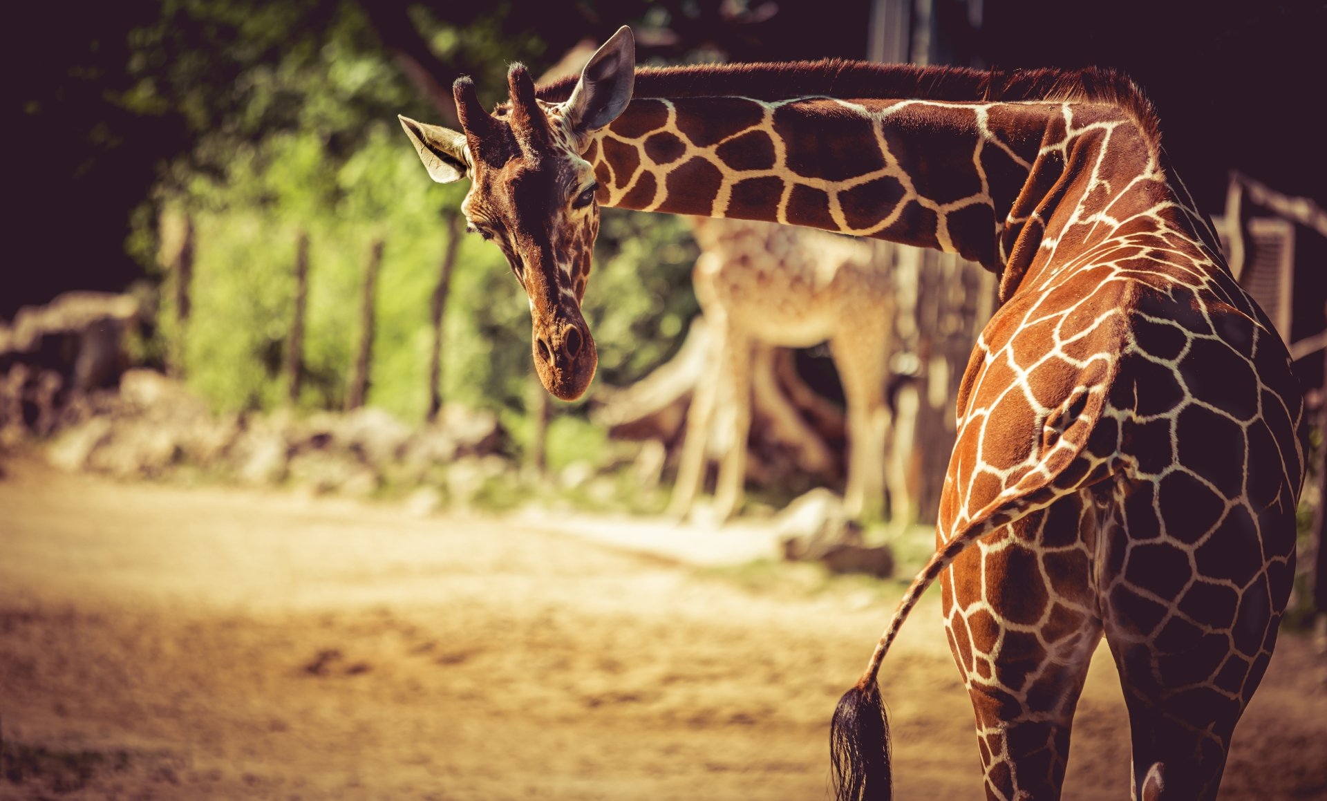 Download Animal Giraffe 4k Ultra HD Wallpaper